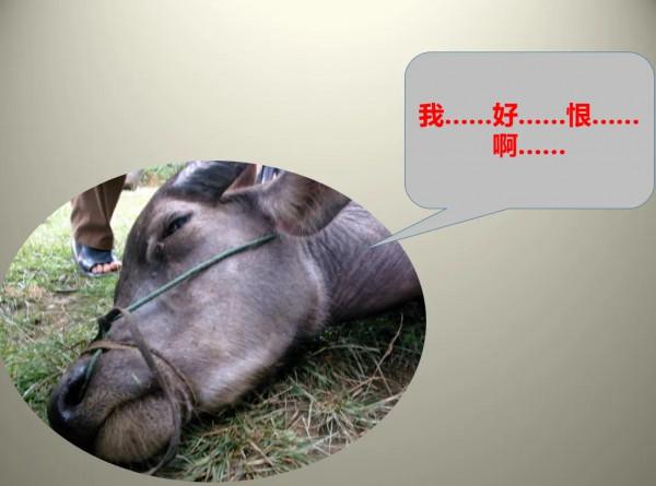 論溝通的重要性，以&OpenCurlyDoubleQuote;牛是怎麼死的&rdquo;來舉例，看懂就成功了一半