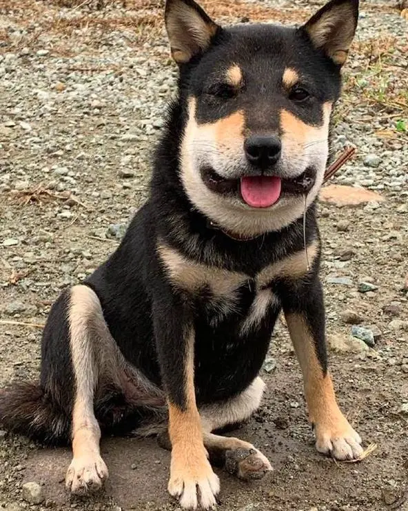 狗子用實力詮釋，什麼叫“百蟄不撓”