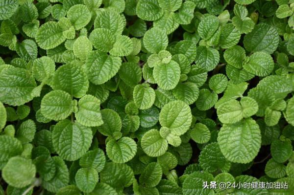 每個人的住所都應該有點綠植