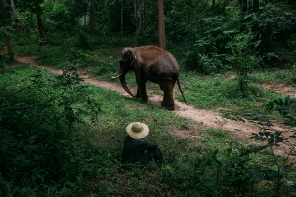 在西雙版納，救護亞洲象的人：喂藥時需“鬥智鬥勇”，它們聽得懂簡單的指令，能區分飼養員