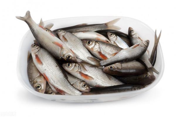 下雪天還能釣魚嗎?答案是肯定的,只是需要掌握兩個技巧 下雪天還能釣魚嗎?答案是肯定的,只是需要掌握兩個技巧