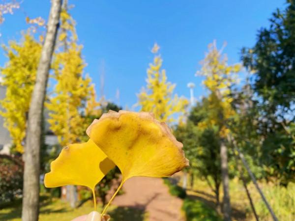 楓葉紅、銀杏黃……這個季節的瑞安，美得藏不住了