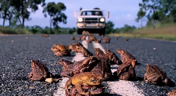 動物界的大毒梟，一克毒能讓15000人喪命，也只是大自然的搬運工