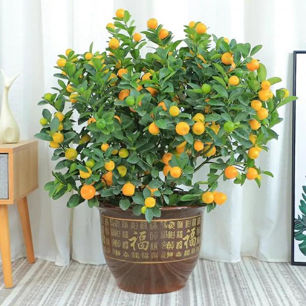 這幾款流行的年宵花，你都買了嗎？不要讓春節沒有趣味