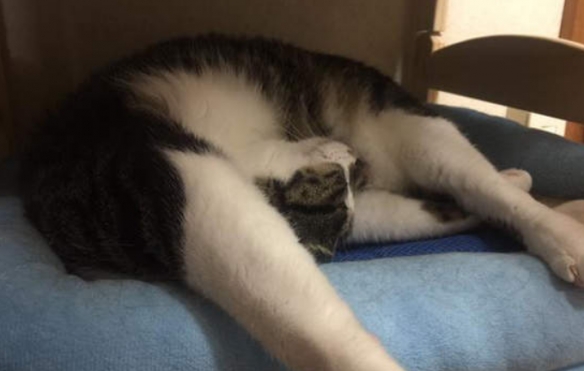 將迷惑沙雕進行到底 網友分享貓貓千奇百怪的睡姿 將迷惑沙雕進行到底 網友分享貓貓千奇百怪的睡姿