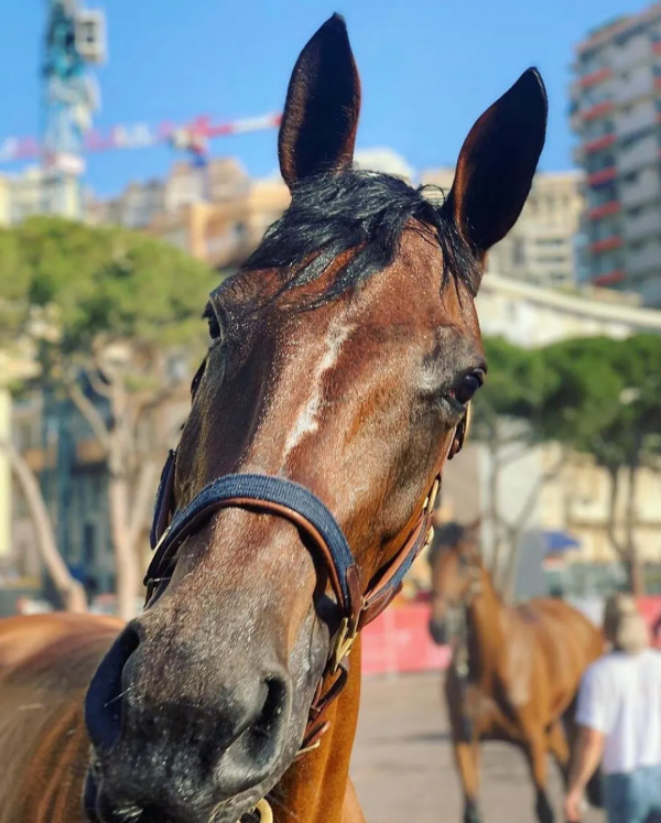 騎馬1分鐘，斬獲216萬！LGCT“吸金王”的成長故事