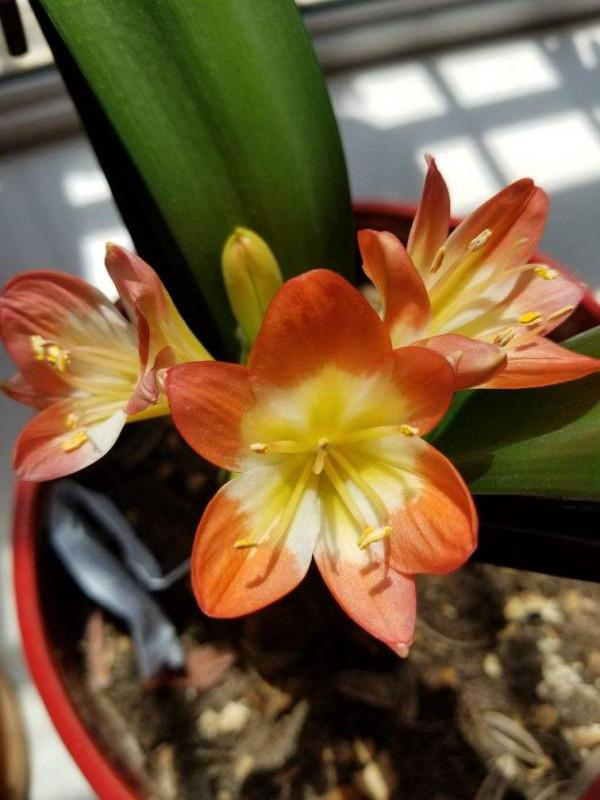 10種花天生“公主病”,真是沒得治,養花大神遇到也頭疼 10種花天生“公主病”,真是沒得治,養花大神遇到也頭疼