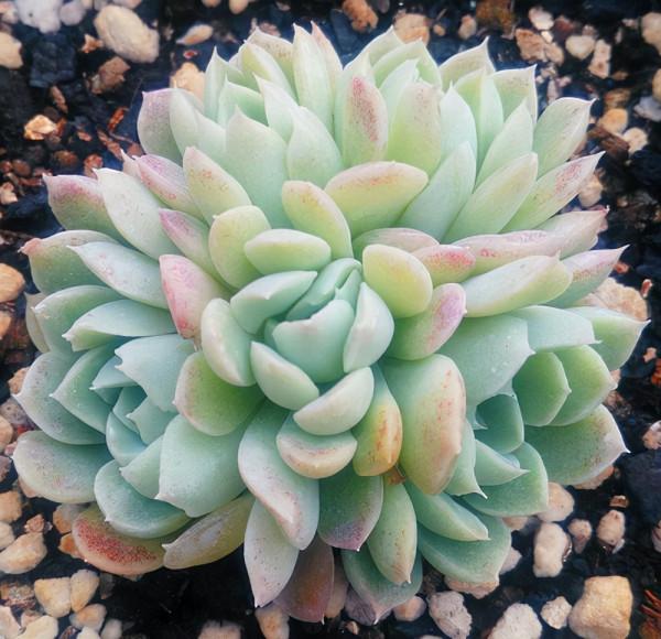 多肉品種：小雪衣、小球玫瑰、狂野男爵、墨西哥雪球、卡爾夕科拉