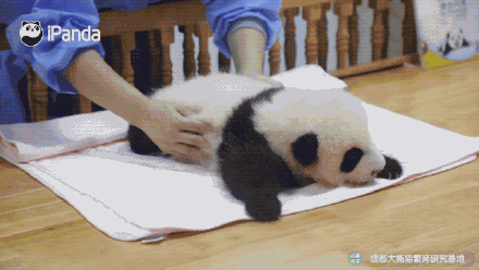 可愛！大熊貓飼養員的花式按摩