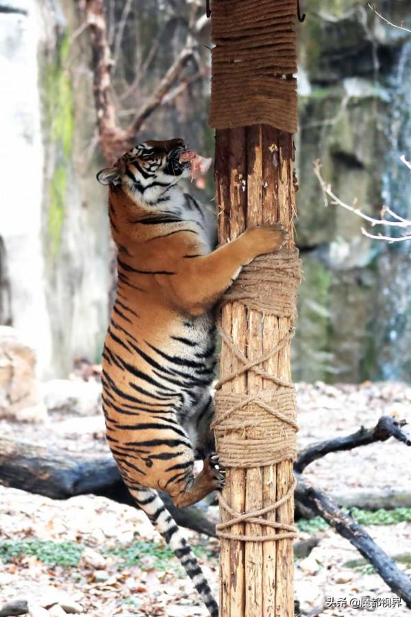 虎頭虎腦 虎虎生威 這波老虎表情包值得擁有