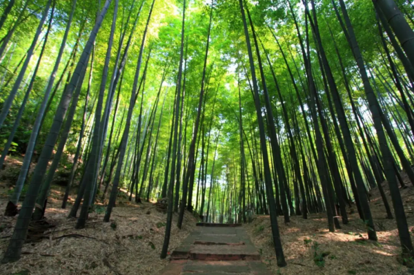 初秋來四川,帶你去看“海”!不信? 初秋來四川,帶你去看“海”!不信?