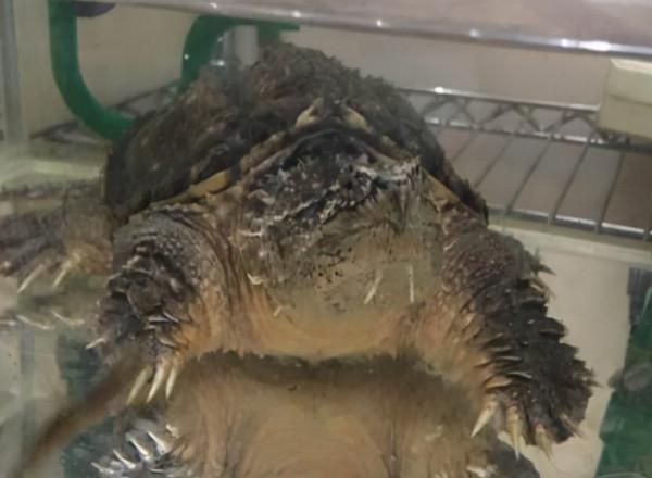 淺談北美鱷龜和佛鱷的特點(個人一些觀點看法歡迎討論交流學習) 淺談北美鱷龜和佛鱷的特點(個人一些觀點看法歡迎討論交流學習)