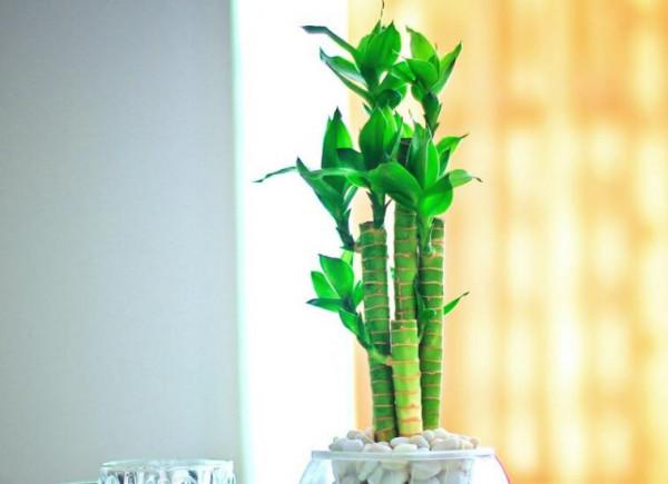 富貴竹土養的方法和技巧，養護細節少不了