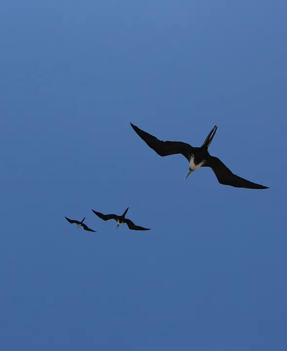 給寶寶講故事之學商篇(五)三隻小鳥 給寶寶講故事之學商篇(五)三隻小鳥