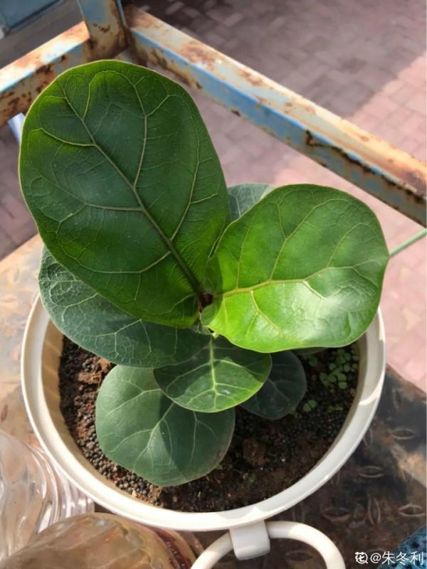 大葉子耐陰花，室內一定養，葉子比臉大，真涼快