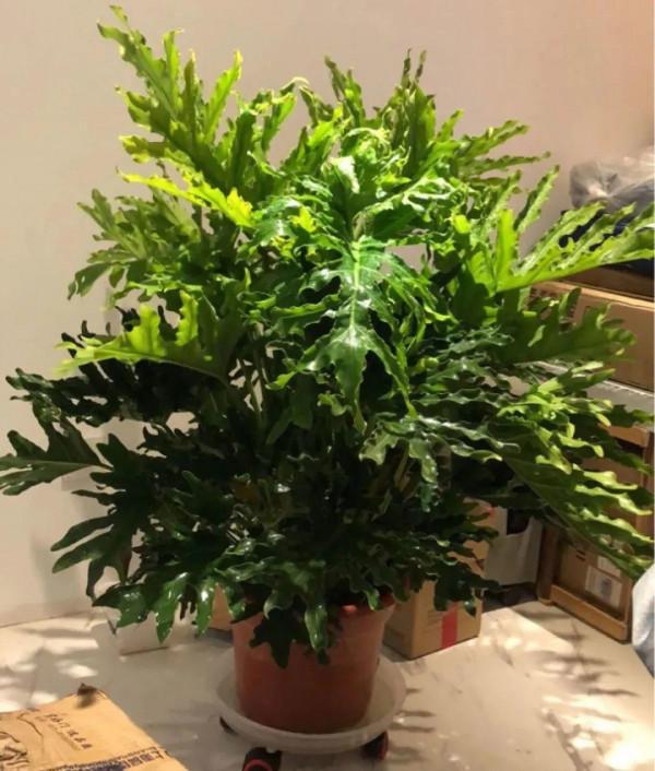 大葉子耐陰花，室內一定養，葉子比臉大，真涼快
