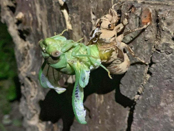 見證大自然奇蹟時刻的8張照片