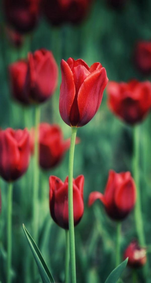 情侶園的鬱金香