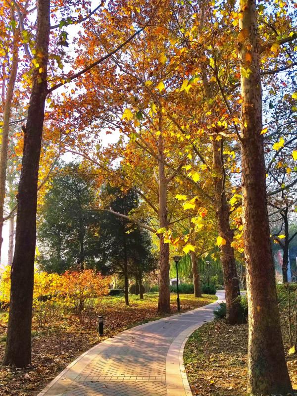 玉淵潭秋色秋韻,像莫奈筆下的畫 玉淵潭秋色秋韻,像莫奈筆下的畫