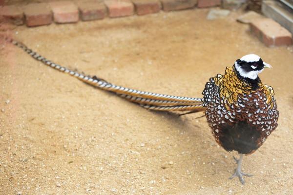 《中國大百科全書（第2版）》讀書筆記02051-白冠長尾雉