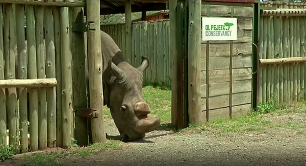 轉發：世界僅存的兩頭北白犀之一退出人工繁育計劃