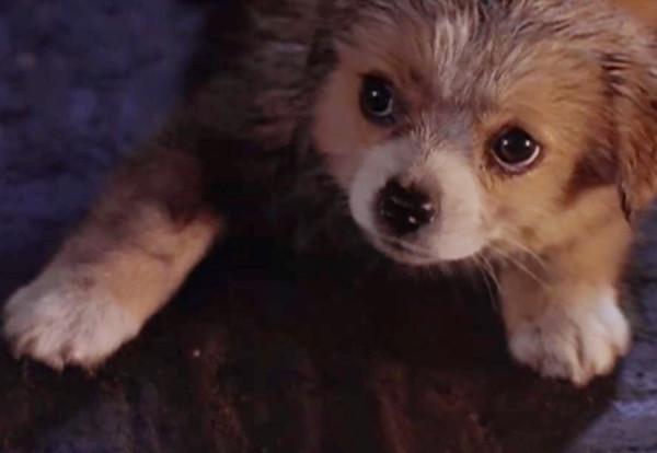 《五月八月》:以南京大屠殺中倖存的孩子的視覺下的戰爭,淚目 《五月八月》:以南京大屠殺中倖存的孩子的視覺下的戰爭,淚目