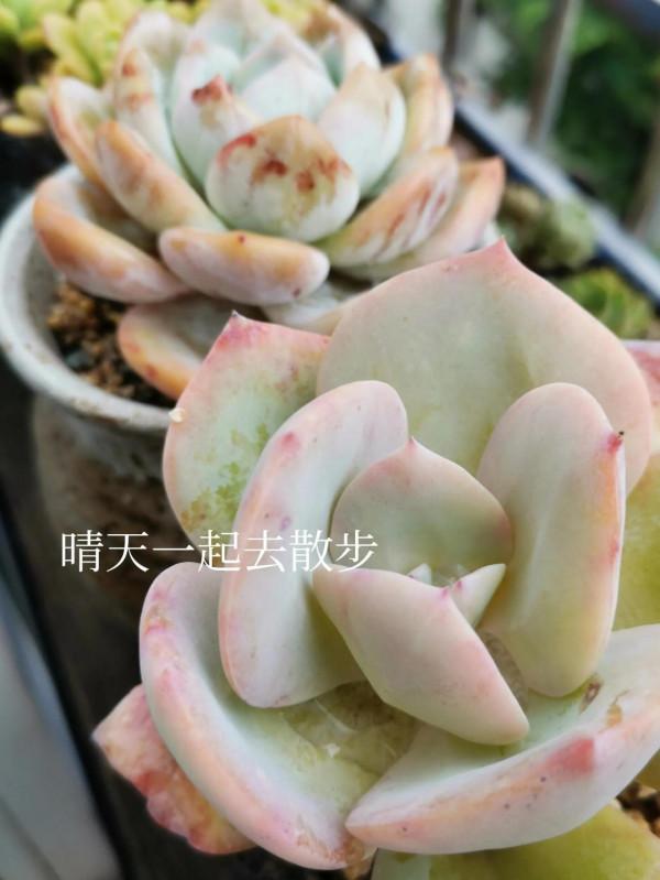 我言秋日勝春朝