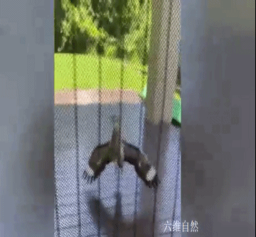 ​澳大利亞一隻鷸鳥張開翅膀,阻止人出門,看了草地有小鷸就明白 ​澳大利亞一隻鷸鳥張開翅膀,阻止人出門,看了草地有小鷸就明白