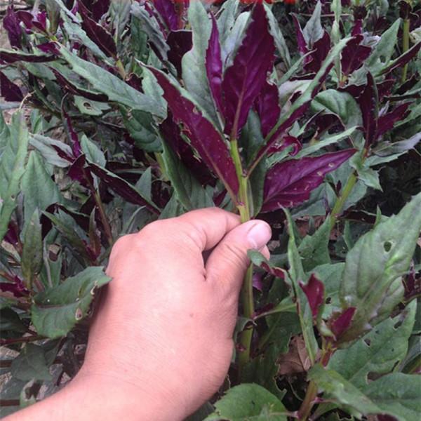 38種路邊的野菜，常常見到但不一定都認識，看你吃過幾種？