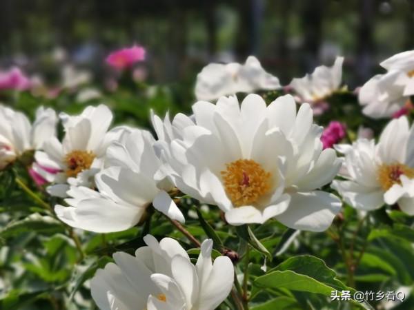 漂亮的芍藥花欣賞