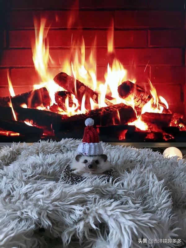 烏克蘭網紅小刺蝟，因愛露肚皮走紅網路，喜感十足的樣子太萌了