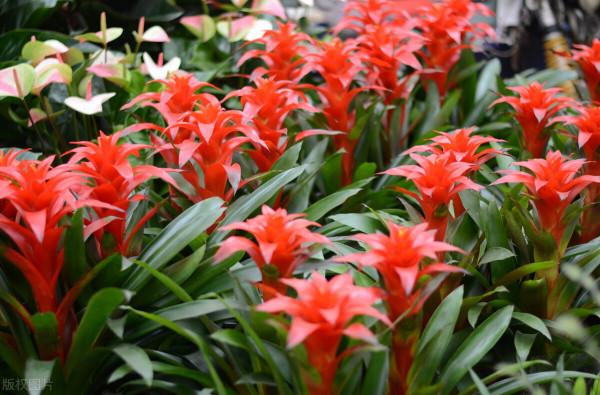 想讓家裡紅紅火火，10種“火紅”花草種起來，種出個“喜氣洋洋”