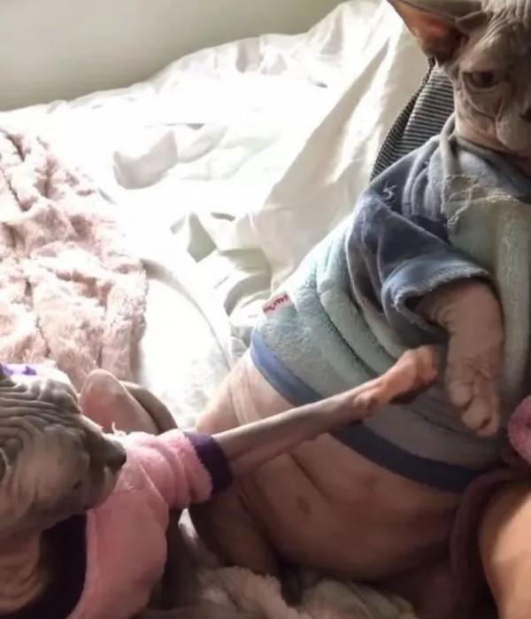 別的貓胖起來算可愛,無毛貓胖起來的畫風...噗哈哈哈哈 別的貓胖起來算可愛,無毛貓胖起來的畫風...噗哈哈哈哈