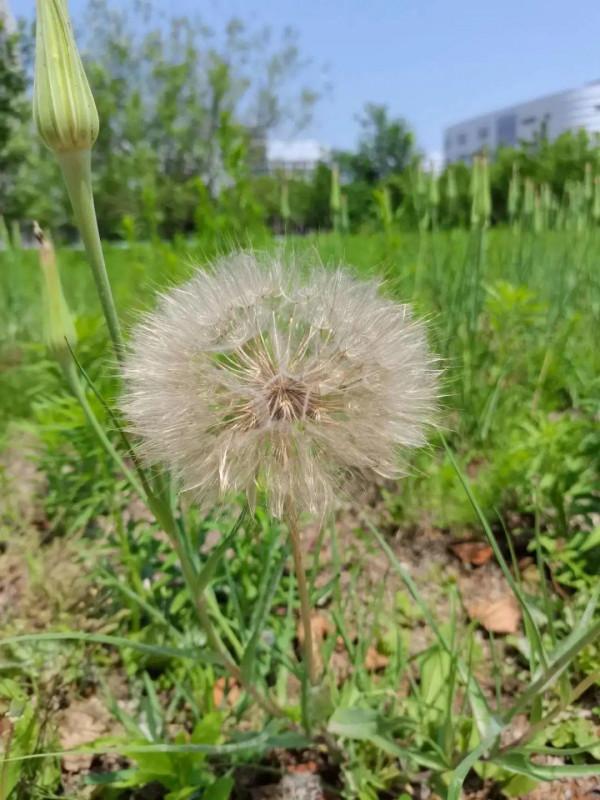 路邊的蒲公英，比拳頭還大，太可愛了
