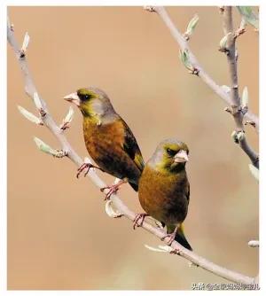 分享——比翼鳥