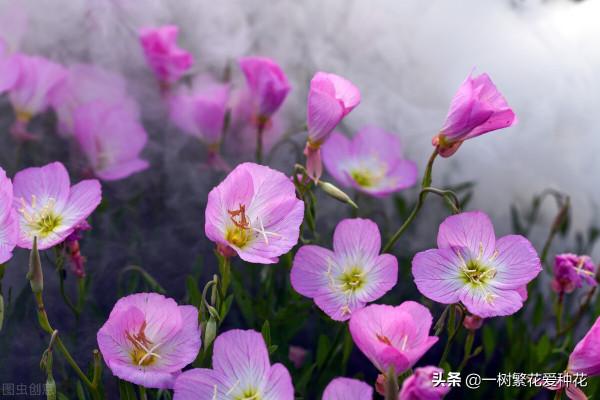 秋天是這10種花卉的天下,薰衣草、大麗花、薰衣草種在花園超美 秋天是這10種花卉的天下,薰衣草、大麗花、薰衣草種在花園超美