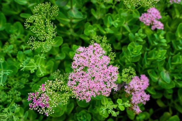 耐寒花草清單,一共14種,有些零下30度凍不死,很適合秋天栽種 耐寒花草清單,一共14種,有些零下30度凍不死,很適合秋天栽種