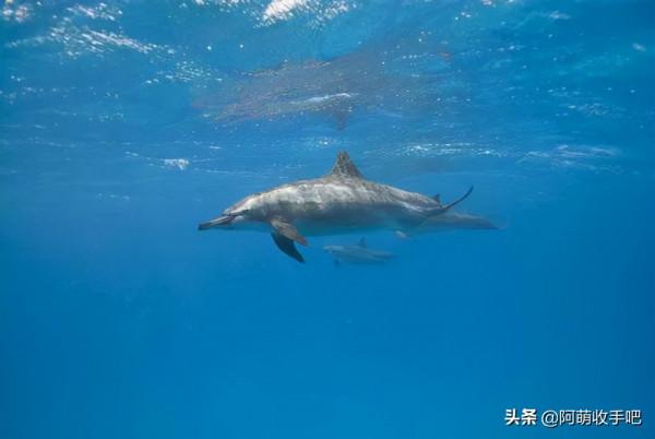 30張活久見的照片,兩棵大樹緊緊地抱在一起,阿里和泰森差距很大 30張活久見的照片,兩棵大樹緊緊地抱在一起,阿里和泰森差距很大