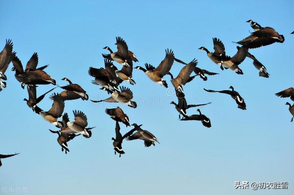 晏幾道兩首重陽詞賞：九日悲秋不到心，綠杯紅袖趁重陽
