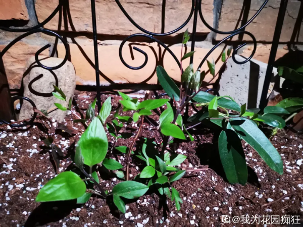 蟹爪蘭、長壽花僵苗,必須掐幾下,重新換盆養 蟹爪蘭、長壽花僵苗,必須掐幾下,重新換盆養