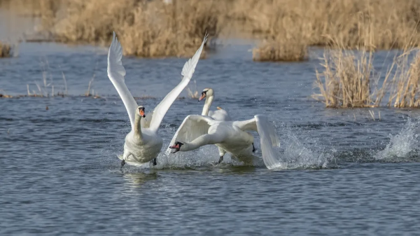 《鄂爾多斯鳥類》鳥種選登-疣鼻天鵝 《鄂爾多斯鳥類》鳥種選登-疣鼻天鵝
