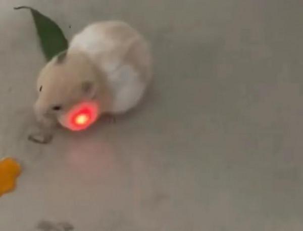 老奶奶雪中遛狗狗子奮力開路