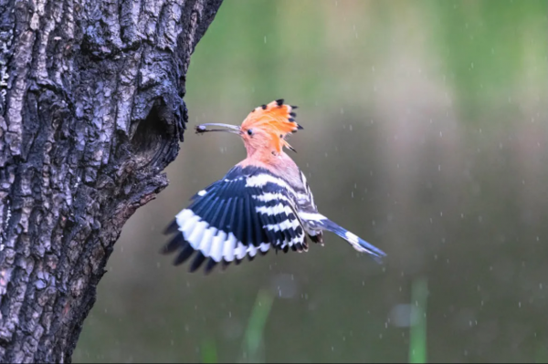 珍稀鳥兒60種，喜歡的來看了
