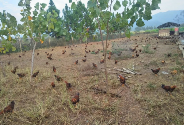 500元認領一窩雞大叔免費養，每月送30枚雞蛋年底吃雞肉，有多火