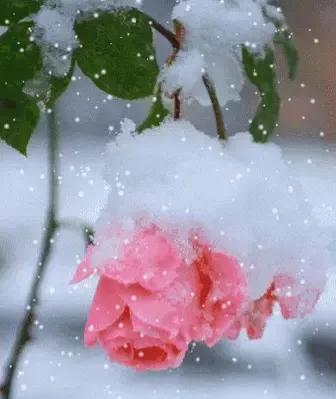 “雪似梅花,梅花似雪”~今日大雪節氣,欣賞幾首寫雪的名詩詞 “雪似梅花,梅花似雪”~今日大雪節氣,欣賞幾首寫雪的名詩詞