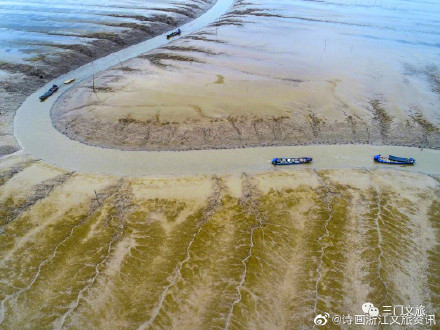 驚豔！三門海域又現“海上森林”奇觀