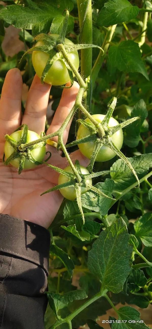 番茄萼片的盛麗美顏--西班牙自然地能量引航 番茄萼片的盛麗美顏--西班牙自然地能量引航