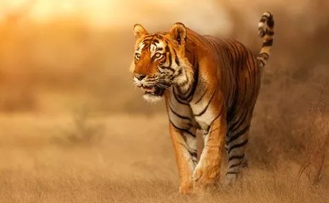 印度珍稀物種 | 有些貓，負責威武就夠了