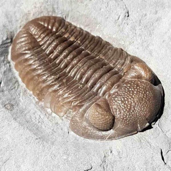 地球上唯一的藍血生物，擁有3顆心臟，它們快要毀在人類手裡了