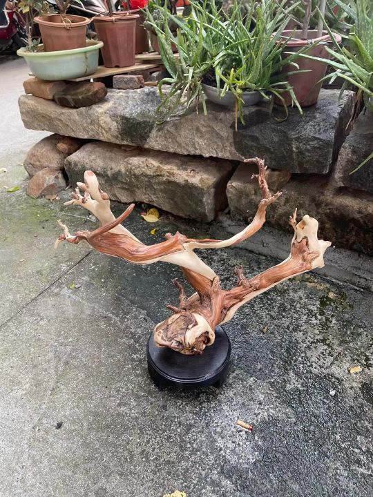 爛樹根？不對，這枝丫盤亙如降龍的崖柏木雕，分明是藝術品啊